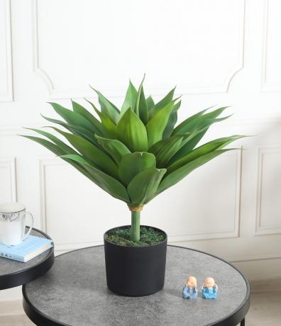 Best Online Website for Decorative Plants: Find the Perfect Greenery for Your Space